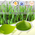 Wheat Grass Powder